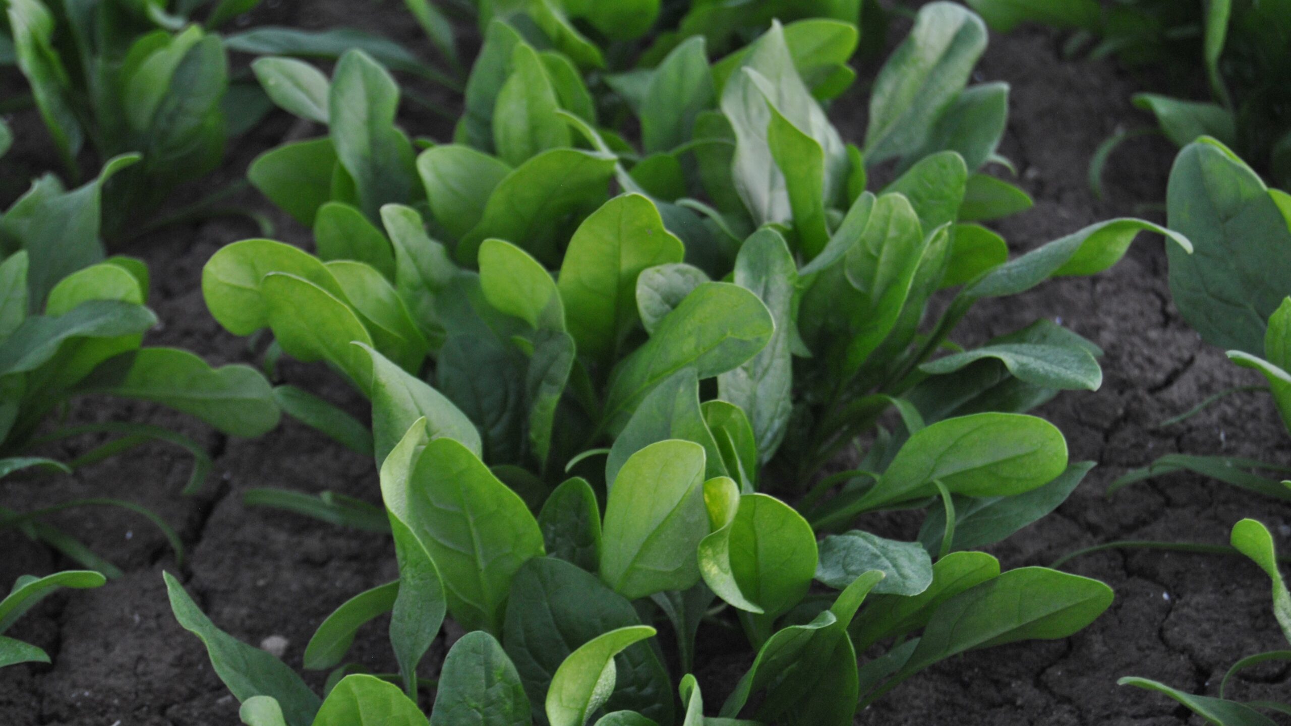 wiseconn|wiseconn|wiseconn|wiseconn